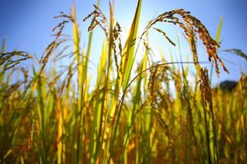 Rice in the field and bright sky background, Selective focus.