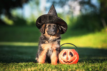 Dressed German Shepherd Puppy With A Halloween Pumpkin
