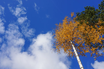 orange autumn tree, blue sky and clouds