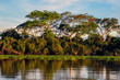 Brazil Pantanal water trees
