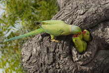 Parrot Feeding Little