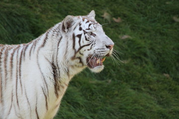 Sticker - white tiger