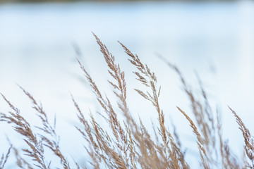 Naklejka na meble autumn colored grass on the shore of lake