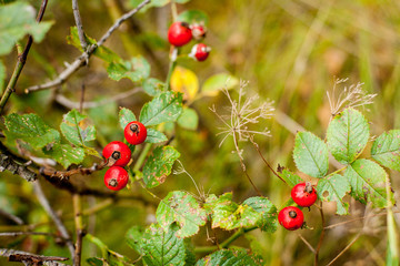 The berries of wild dogrose on a cloudy autumn day