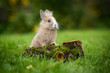 Little rabbit in summer