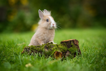 Canvas Print - Little rabbit in summer