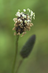 Wall Mural - Close up of ribwort plantain (Plantago lanceolata) flower head