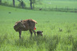 Red deer hind (Cervus elaphus) with afterbirth and new born calf