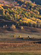 Colorful of autumn forest and on mountain from sunrise time in Hemu village, Xinjiang, China
