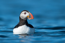 Puffin Swimming In The Sea At Eye Level