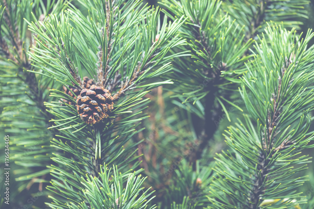 Fresh green soft focus close-up of pine tree - obrazy, fototapety, plakaty 