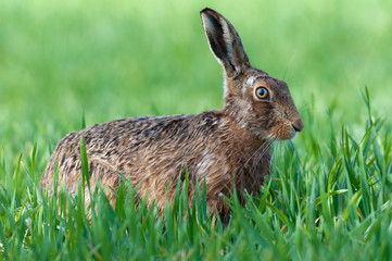 brown hare (lepus europaeus)