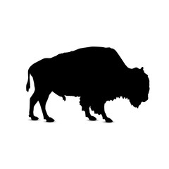 Silhouette of buffalo.