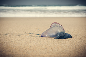 Portuguese man o' war