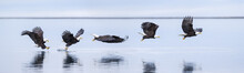 Bald Eagles Flying Over Sea