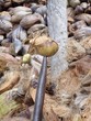 Débarrasser le coco de la bourré, Seychelles, série 
