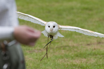 Wall Mural - Barn owl (tyto alba) during falconry display