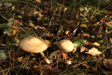 Mushrooms. Armillaria mellea