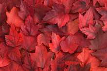 Background Of Red Fall Leaves
