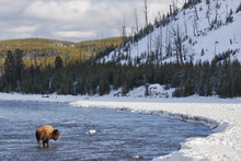 Bison Standing In The Madison River In Yellowstone National Park