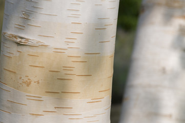 Wall Mural - Paper birch tree trunk (betula utilis jacquemontii)