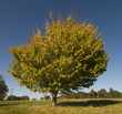 Autumnal field maple tree (acer campestre)