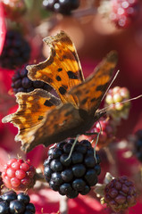 Wall Mural - Comma butterfly (Polygonia c-album) on bramble (rubus spp)