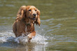 Happy Sprocker dog running through river