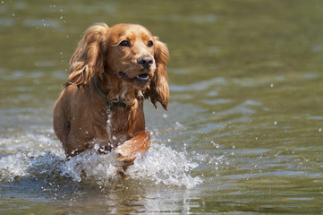 Wall Mural - Happy Sprocker dog running through river