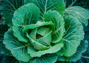 green fresh cabbage