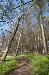 Wall Mural - Wild garlic (allium  ursinum) in beech woodland (fagus sylvatica)