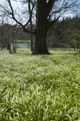 Wall Mural - Wild garlic (allium  ursinum) in beech woodland (fagus sylvatica)