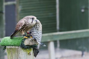 kestrel (falco tinnunculus) sitting on falconry perch