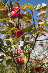 Poster - Discovery variety apples on apple tree