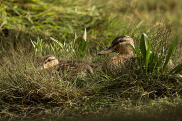 Mallard ducks in the grass