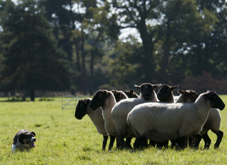 Wall Mural - Sheepdog herding flock of sheep