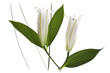 flor azucena en fondo blanco