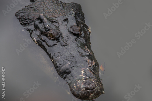 Plakat bliska głowy krokodyl w wodzie