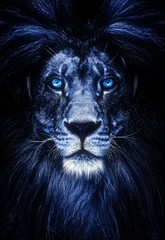 Wall Mural - Portrait of a Beautiful lion, lion with icy eyes