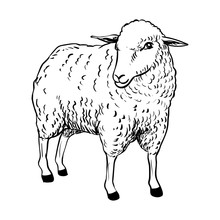 Illustration Of Sheep - Vector Illustration