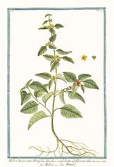 Old botanical illustration of  Malva americana ulmifolia, (Malvastrum coromandelianum). By G. Bonelli on Hortus Romanus, publ. N. Martelli, Rome, 1772 – 93