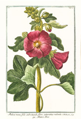old botanical illustration of malva rosea, flore saturatius rubente, (alcea rosea). by g. bonelli on