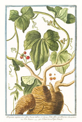 Wall Mural - Old botanical illustration of Bryonia aspera (Bryonia alba). By G. Bonelli on Hortus Romanus, publ. N. Martelli, Rome, 1772 – 93