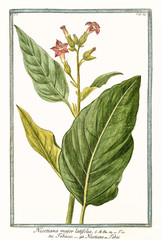 Wall Mural - Old botanical illustration of Nicotiana major (Nicotiana tabacum). By G. Bonelli on Hortus Romanus, publ. N. Martelli, Rome, 1772 – 93