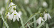 © GCapture - snowdrops in spring morning
