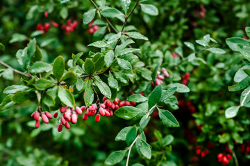 Wall Mural - Branch of ripe red barberry after a rain with drops of water