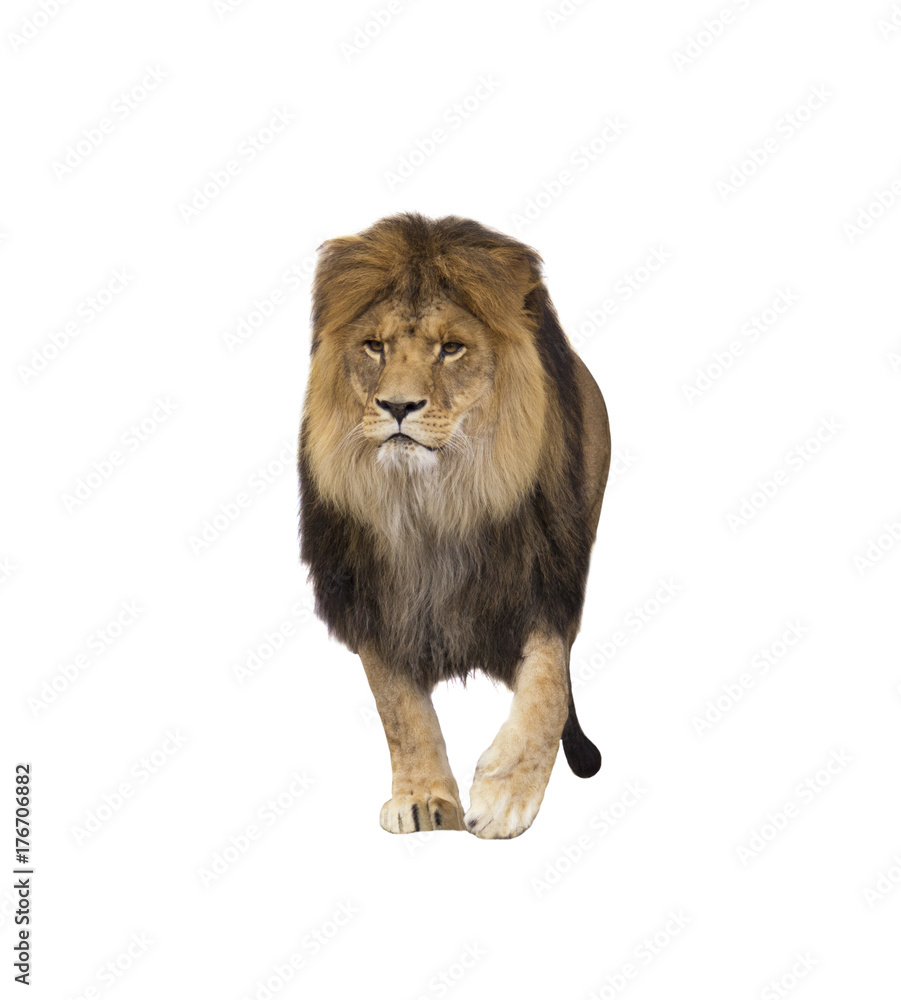 lion on white background isolated Stock Photo | Adobe Stock