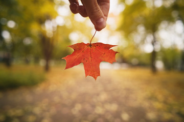 Wall Mural - pov man hand hold red maple leaf while walking in alley