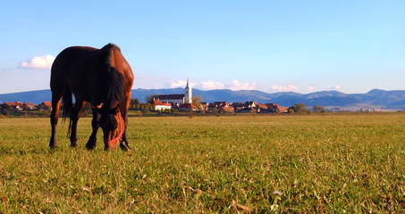 A horse grazing in the Carpathian mountains near a small Transylvanian village in Romania. 