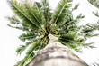 © puhimec - palm tree bottom view